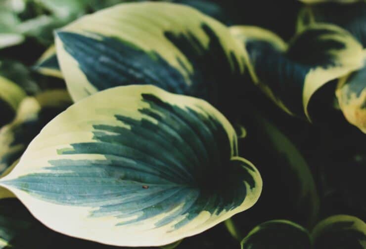 Dark green hosta leaves with white edges; cover image for a blog on 10 reasons why every company needs a succession plan.