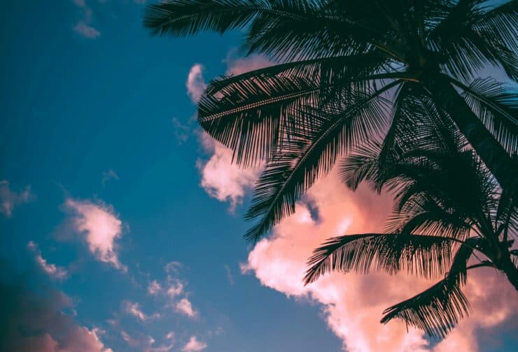 Palm leaves in front of a pink and blue sunset sky; cover image for blog on the 6 hallmarks of a strong succession plan.