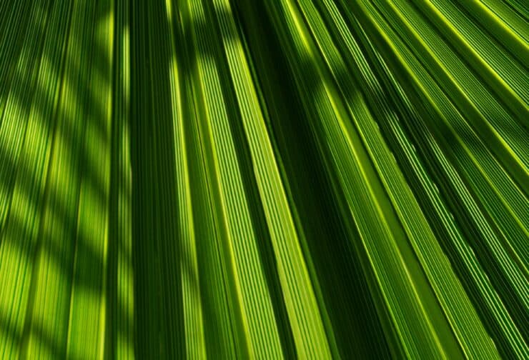 Palm leaf; cover image for report on the state of succession.