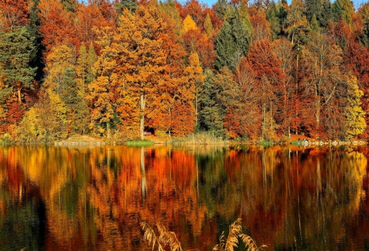 Red, orange, and green trees reflecting on the edge of a lake; cover image for blog on succession planning roles and responsibilities.