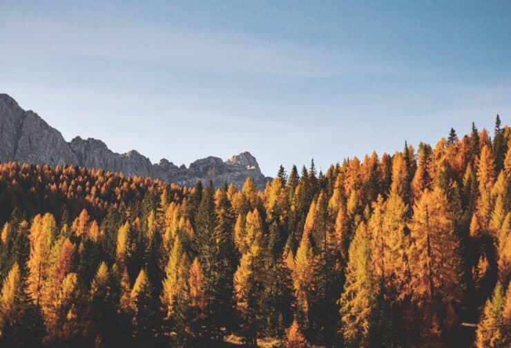 Orange evergreen trees in front of mountains and a blue sky; cover image for case study on the true cost of hiring.