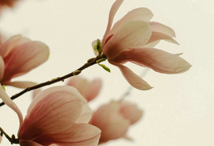 Magnolia flowers up close; blog cover image for article on 6-step succession planning process for tech companies.