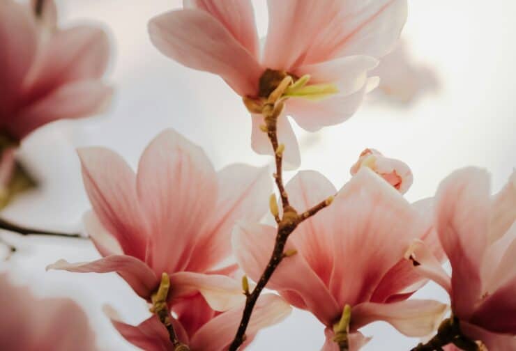 Magnolia blossoms up close; cover image for a blog on c-suite succession planning.