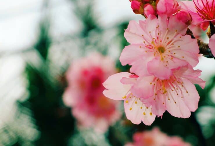 Pink flower on a tree branch, up close, with blurry green trees in the background; cover image for a blog on using predictive analytics and talent assessments in the hiring process.
